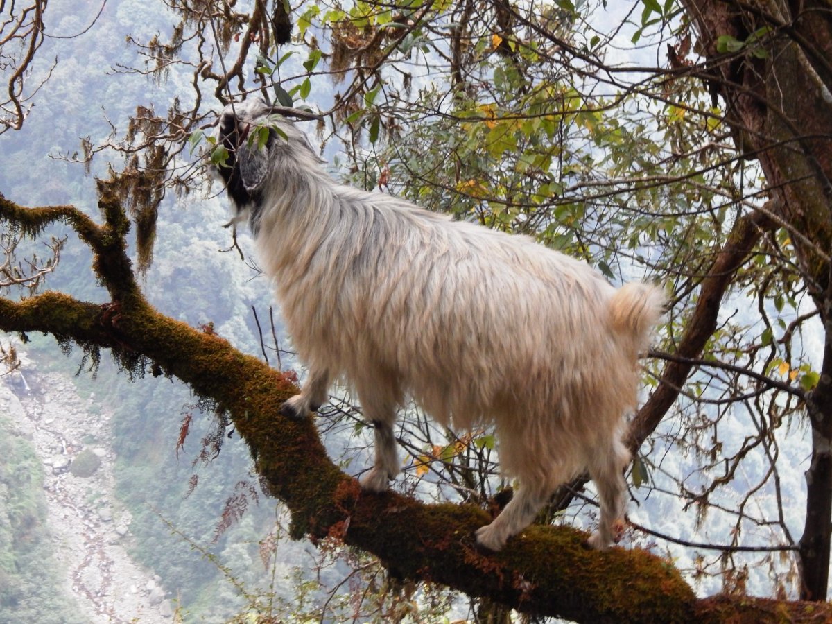 Goddess of the harvests, Annapurna – forests of&nbsp;Bamboo