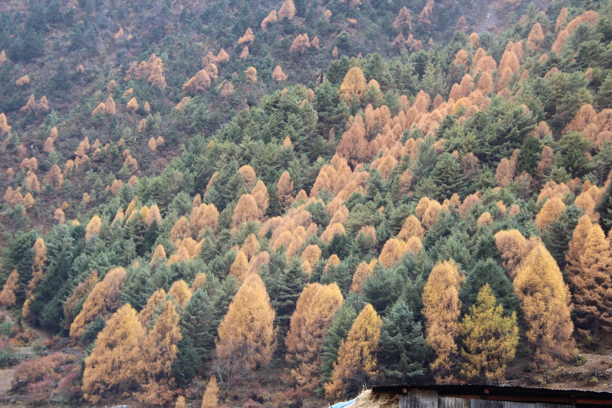 Mountain of the spirit, Manaslu –&nbsp;Lho
