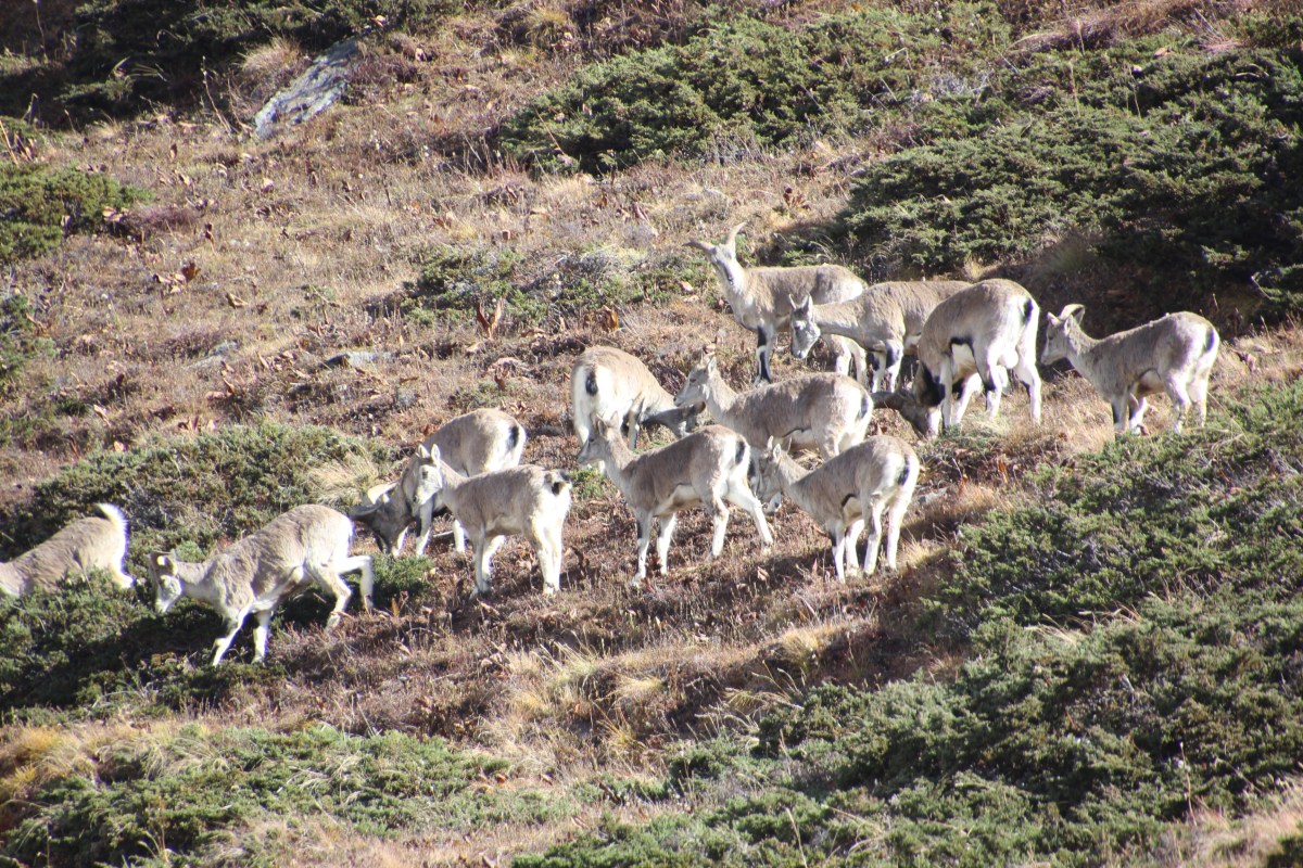 Around Annapurna – Yak Kharka and Thorong High&nbsp;camp