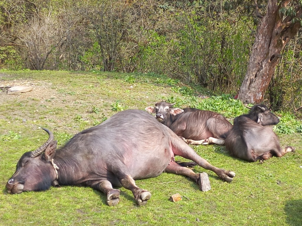 En-route Dobato, buffaloes enjoying the sun.
