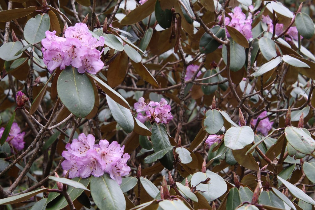 En-rote Dobato, purple Rhododendrons