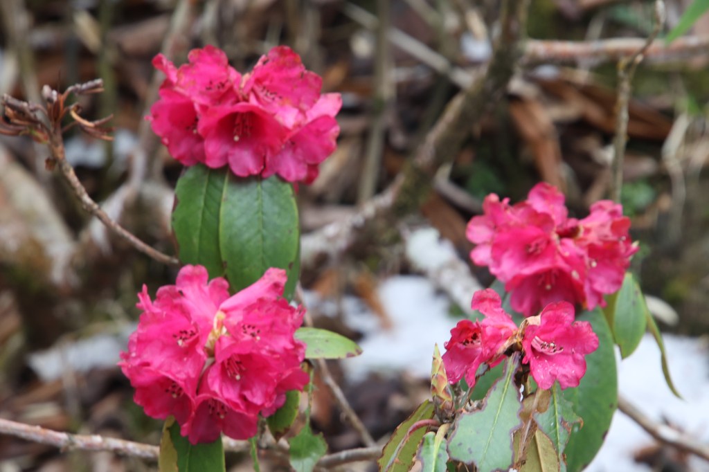 En-route Dobato, pink rhododendrons