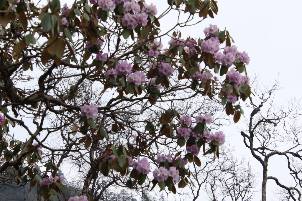 En-route Dobato, purple rhododendron bunch