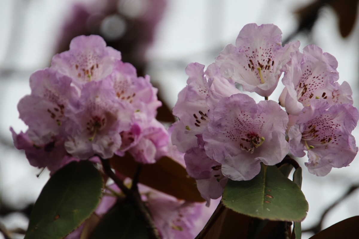 The solitude of Khopra ridge –&nbsp;Dobato