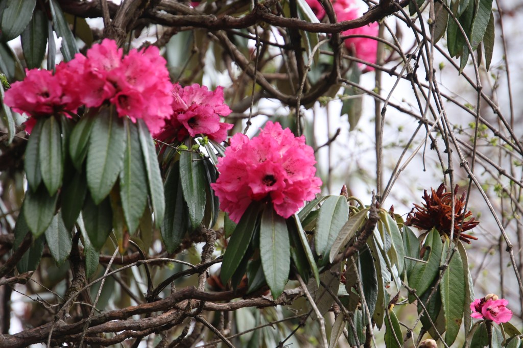 En-route Bailey kharka, pink rhododendrons