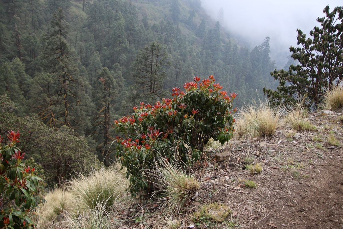 The solitude of Khopra ridge – Khopra&nbsp;danda