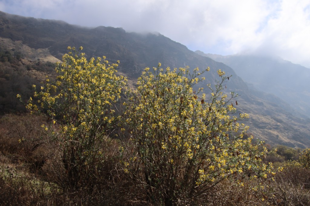 On the way down from Khopra danda