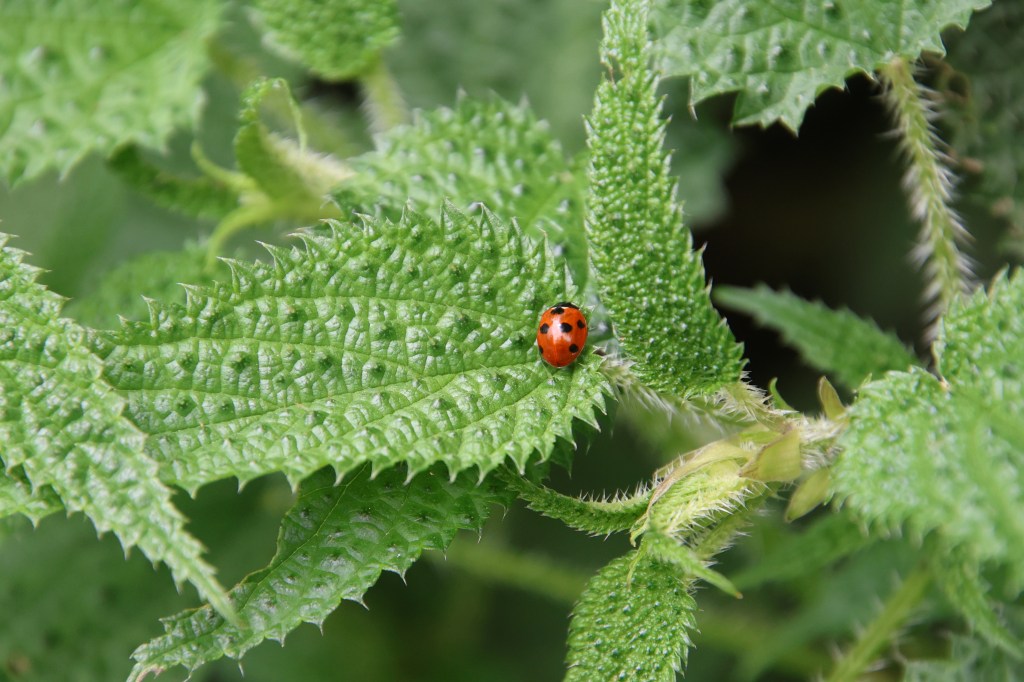 En-route Swanta, vegetation
