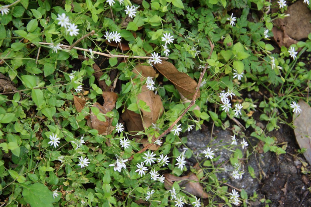En-route Swanta, small flowers