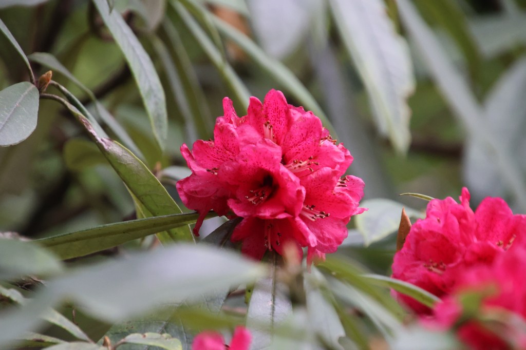 En-route Swanta, Rhododendrons