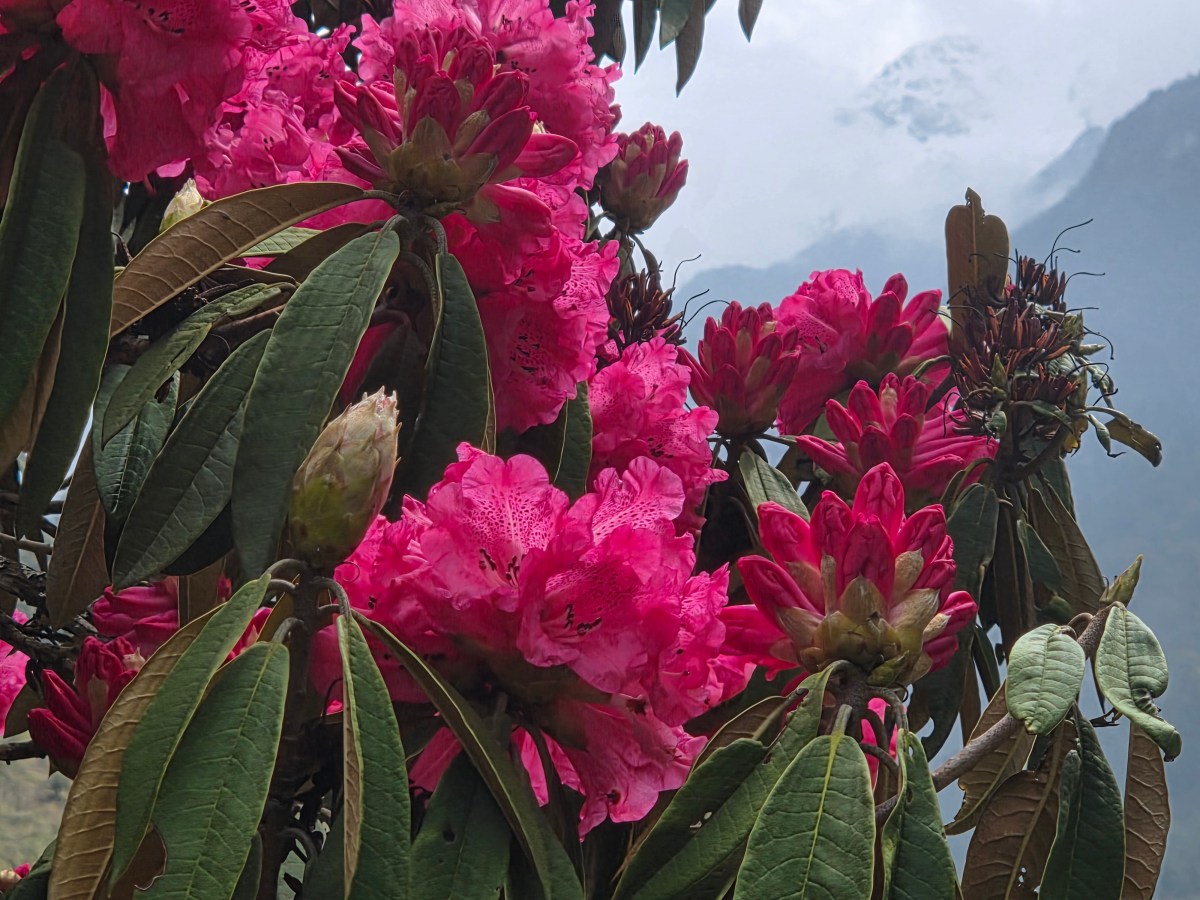 Kangchenjunga north base camp –&nbsp;Ghunsa