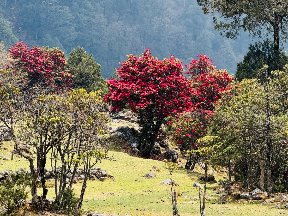 Kanghchenjunga north base camp – the Singhi&nbsp;Namjong